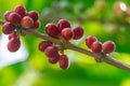 Red ripe coffee beans, Coffea arabica