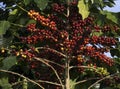 Red ripe coffee on the tree