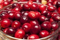 Red Ripe Cranberry Royalty Free Stock Photo