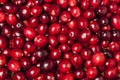 Red Ripe Cranberry Royalty Free Stock Photo