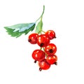 Red ripe currant with green leaf, summer sweet berry, close-up, package design element, organic vegetarian food, hand