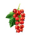 Red ripe currant with green leaf, summer sweet berry, close-up, package design element, organic vegetarian food, hand