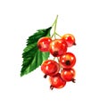 Red ripe currant with green leaf, summer sweet berry, fresh redcurrant, ribes rubrum, isolated, close-up, package design