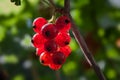 Red and ripe currant on plant branch