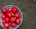 Red ripe delicious grenades Royalty Free Stock Photo