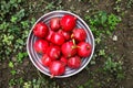 Red ripe delicious grenades Royalty Free Stock Photo