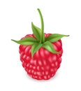 Red ripe fresh raspberry isolated on a white background. 3d vector icon realistic.