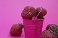 Red ripe fresh strawberries on a pink background lies in a pink bucket. spilled from a bucket of ripe strawberries.