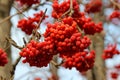 Red-ripe frozen clusters of ashberry