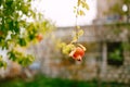 Red ripe fruit of a pomegranate on a branch of a tree. Royalty Free Stock Photo