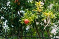 Red ripe fruit of a pomegranate on a branch of a tree. Royalty Free Stock Photo