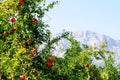 Red ripe fruit on a pomegranate tree Royalty Free Stock Photo