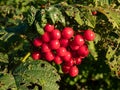 Red, ripe fruits of a evergreen shrub (viburnum) growing in a park in autumn