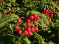 Red, ripe fruits of a evergreen shrub (viburnum) growing in a park in autumn