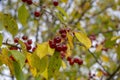 Red ripe fruits of a wild apple tree close-up. Wilding