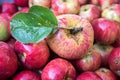 Red ripe glossy apples