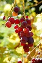 Red ripe grape under the sun Royalty Free Stock Photo