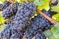 Red Ripe Red Grape Wine Clusters, Bunches on Vineyard Ready for Harvesting