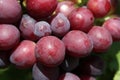 Red ripe grapes. Large berries of ripe grapes. Macro photography of grape close-up. Royalty Free Stock Photo