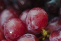 Red ripe grapes. Macro photo Royalty Free Stock Photo