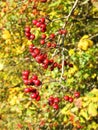 Hawthorn berries in autumn, Lithuania Royalty Free Stock Photo