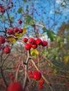 Red ripe hawthorn berries growing on the bush in the forest. Closeup natural healthy fruits. Autumn season in the woods