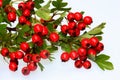 Red ripe Hawthorn berries