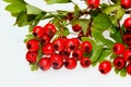 Red ripe Hawthorn berries