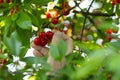 Red ripe heart cherries hanging on the branch of a cherry tree, surrounded by green leaves and other cherries in the background Royalty Free Stock Photo