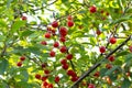 Red ripe heart cherries hanging on the branch of a cherry tree, surrounded by green leaves and other cherries in the background