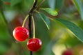 red ripe heart cherries hanging on the branch of a cherry tree, surrounded by green leaves and other cherries in the background