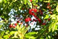 red ripe heart cherries hanging on the branch of a cherry tree, surrounded by green leaves and other cherries in the background