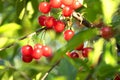 red ripe heart cherries hanging on the branch of a cherry tree, surrounded by green leaves and other cherries in the background Royalty Free Stock Photo