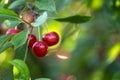 red ripe heart cherries hanging on the branch of a cherry tree, surrounded by green leaves and other cherries in the background Royalty Free Stock Photo