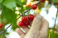 red ripe heart cherries hanging on the branch of a cherry tree, surrounded by green leaves and other cherries in the background Royalty Free Stock Photo