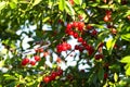 red ripe heart cherries hanging on the branch of a cherry tree, surrounded by green leaves and other cherries in the background Royalty Free Stock Photo