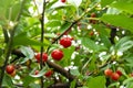 Red ripe heart cherries with water drops hanging on the branch of a cherry tree, surrounded by green leaves and other cherries in Royalty Free Stock Photo