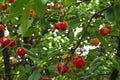 Red ripe heart cherries with water drops hanging on the branch of a cherry tree, surrounded by green leaves and other cherries in Royalty Free Stock Photo