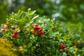 Red ripe hilberry, cranberry in the forest Royalty Free Stock Photo