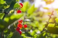 Red ripe juicy currant on the green branch