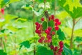 Red ripe juicy currant on the green branch at sunny day close up. Red currant bunch on sunlight. Redcurrant berries Royalty Free Stock Photo