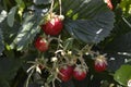 Red ripe strawberries garden. Royalty Free Stock Photo