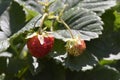 Red ripe strawberries garden. Royalty Free Stock Photo