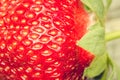 Red ripe juicy strawberry/fresh ripe juicy strawberry close up. Gourmet food Royalty Free Stock Photo