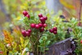 Red ripe lingonberry on natural forest background in autumn season