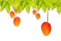 Red Ripe mango fruits hanging on tree
