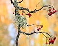 Red rowan berries and lichen on branch