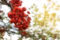 Red ripe mountain ash, bright sunlight, background Royalty Free Stock Photo