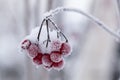 Red, ripe, mouth-watering berries of Viburnum are covered with hoarfrost and snow, on a cold winter day Royalty Free Stock Photo