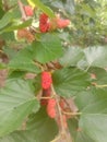 The red ripe mulberry fruit is on the stem, this fruit has a slightly sour and sour taste Royalty Free Stock Photo